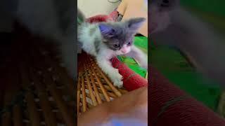 #cute #cat #love #status #viralvideo #trending #shorts #youtubeshorts