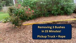 Removing Bushes Easily with a Pick-up Truck & Rope - For the Win!