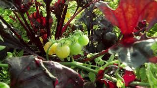 Avon Wildlife Trust’s Vision for Grow Wilder