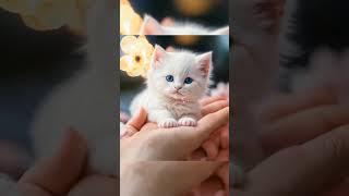 a small cute cat #shorts #shortvideo #youtubeshorts #cat #faith #faithful2024#