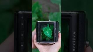 Hasselblad Sees What We Miss: Nature's Whispered Moments