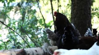 The Verge Permaculture Grad Series - 2/11 - Shauna Teare