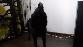 Jekku Schipperke howling   Jekku-schipperke ulvoo