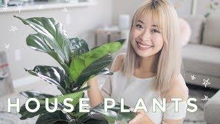 Best Indoor Plants | Cute House Plants That Clean The Air 