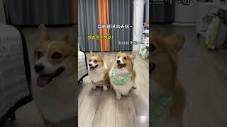 ：对妈妈的话言听计从 那爸爸呢… #萌宠 #萌宠出道计划 #神奇动物在抖音 #狗狗的心思都写在脸上了 #龇牙基nice