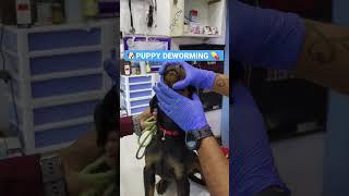  EASY PUPPY  DEWORMING   #shorts #short #youtubeshorts #drrahulpetscare
