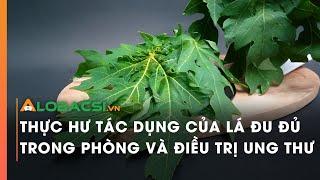 Thực hư tác dụng của lá đu đủ trong phòng và điều trị ung thư