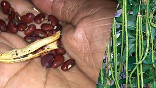 How To Grow Bodi | How To Grow Yardlong Bean