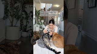 What My Cats Do When I’m Not Home! #insta360 #insta360catcam #ad