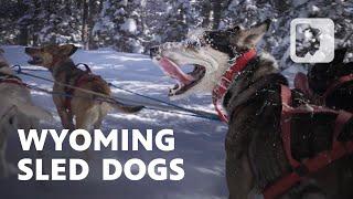 Meet the Wyoming dog musher who refused to give up her dream of racing glory