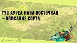 Туя Ауреа Нана восточная  — описание сорта