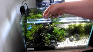 Cleaning a small planted tank