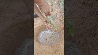 #growing #parda #vine #curtain #creeper #gardening #video