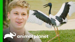 Douglas the Jabiru's Crocoseum Debut! | Crikey! It's the Irwins