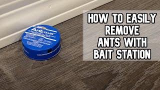 Easy way to remove ants using Ant Killer Bait DIY video DOES IT WORK? #ants #antkiller #homeplus