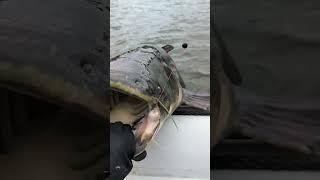 сом на Квок. сезон 2024 открыт #ловлясома #fishing #рыбалка
