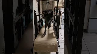 Black German Shepherd treadmill