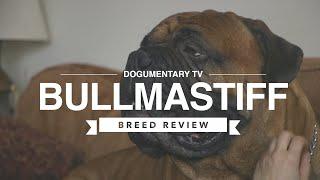 BULLMASTIFF BREED REVIEW