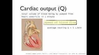 Definition of cardiac output (Q), stroke volume (SV) and heart rate (HR)- CV variables part 1