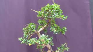 The Prettiest Indoor Bonsai Tree - Old Fukien Tea Tree