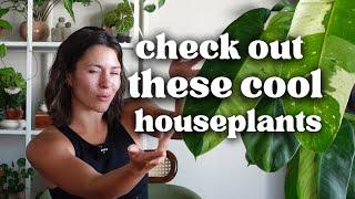 These are my favorite houseplants this summer + care tips (: