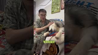 不拆：只要是爹地什麼都行！ 哈哈：愛誰誰，誰都不行！ #哈士奇 #萌寵 #養狗