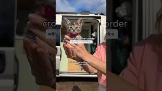 Crossing The Border With A Rescue Cat From Mexico #vanlife #vancat #rescuecats
