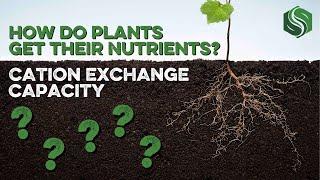 How Do Plants Get Their Nutrients? - Cation Exchange Capacity (CEC) Explained!