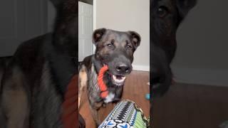 Billy Bob loves you so much! #billybob #dogshorts #cutedog #germanshepherd #trending #dogs