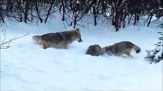 American Badger vs. Coyotes