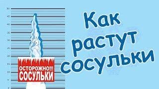 #Сосульки и почему они опасны #КАКпоявляютсяСОСУЛЬКИ