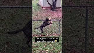 funny cat#cat#cats#catlover #catshorts #funnycats#youtubeshorts #funnyvideo #music#moneycat