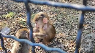 Майя стянула Стёпку с дерева