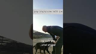 איך ללמד כלב לעזוב צעצוע