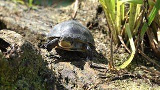 First Blanding's Turtles Bred at Brookfield Zoo released in a DuPage forest preserve