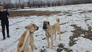 KEŞ VE KELEŞİ KARŞILAŞTIRDIK ~KEŞ KÖPEK GÖRMEYE GÖRMEYE HIRÇINLAŞMIŞ