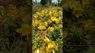 yellow allamanda flowers #shorts