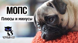  Мопс: плюсы и минусы породы. Хорошее и плохое