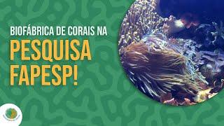 Biofábrica de Corais na revista Pesquisa FAPESP!