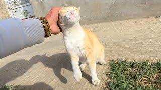 The cat enjoying and grooming herself under the sunlight is incredibly friendly.