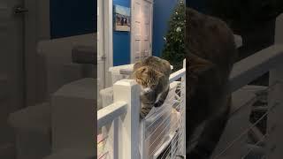 Cat stuck; kitty sits high; kitties in funny places; crazy up cats