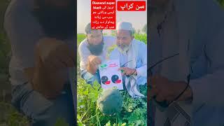 سن کراپ| Diamond super black| #suncrop #seminis #vegetablefarming #agriculture @Abidaliagrarian