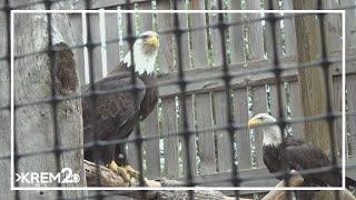 Coeur d'Alene Tribe reacts to Washington man who was sentenced for killing 3,600 birds, including ea