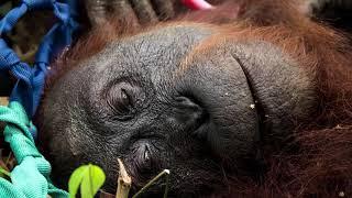Act Now - Save the Orangutan | International Animal Rescue