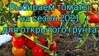 Томаты 2021 для открытого грунта. Как выбрать?