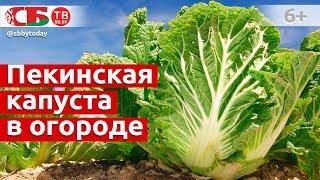 Как правильно посадить летом пекинскую капусту в открытый грунт