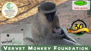 Baby update season seven the next group of 10 baby monkey arrivals