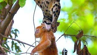 CLOUDED LEOPARD — the modern saber-toothed cat! Clouded leopard in action, interesting facts!