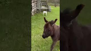 Amari doing what she loves to do! #shorts #amari #onehappyassfarm  #animals #farmlife #pets #amazing