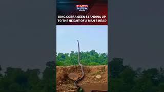 Watch! A King Cobra Standing At A Height Of A Man, Raising Its Head High In Air